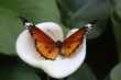 african monarch butterfly on white calla lily flower